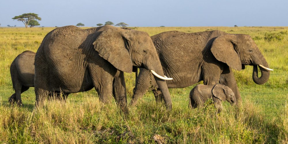 pexels-balazsimon-15994112