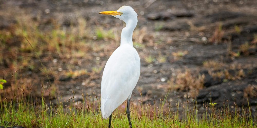 pexels-photogrphersaala-15444712